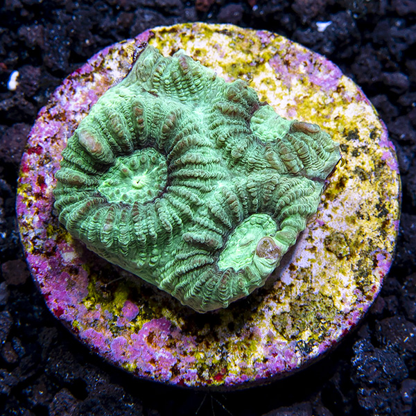 Green Favia Coral Frag, Aquacultured Green Favia Coral Frag, Aquacultured